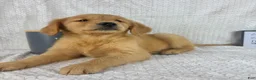 Golden Retriever dogs for sale: Rosie - Ad 3