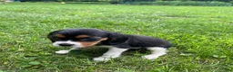 Beaglier dogs for sale: Alaina - Ad 9