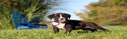 Boxer dogs for sale: Winnie - Ad 7