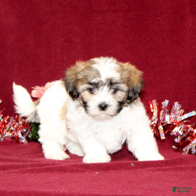 Teddy Bear dogs Zaydee - Ad 2