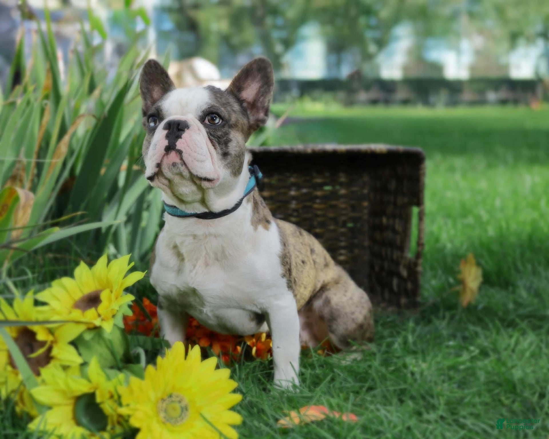 French Bulldog dogs for stud: Nashville Summer Nights “Nash” - Ad 2