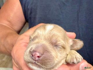 Cockapoo dogs - Ad 5