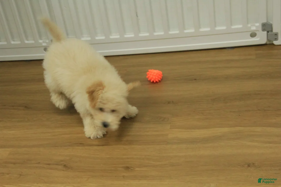 Bichpoo dogs for sale: River - Ad 8