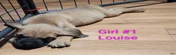 Mixed Breed dogs for sale: Louise - Ad 1