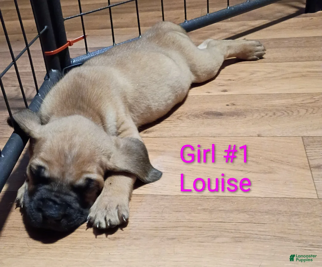 Mixed Breed dogs for sale: Louise - Ad 1