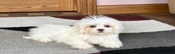 Lhasa Apso dogs for sale: Angel - Ad 4