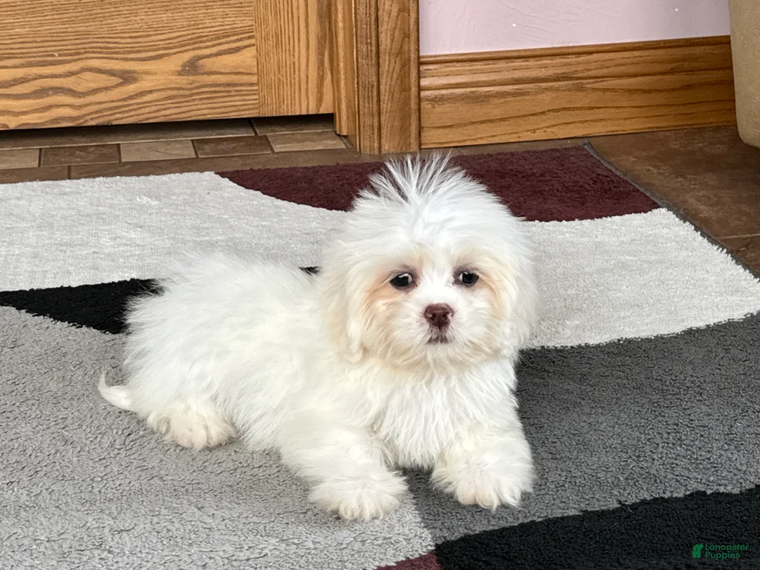Lhasa Apso dogs for sale: Angel - Ad 7