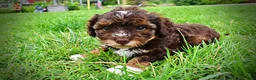 Havapoo dogs for sale: Vanity - Ad 10