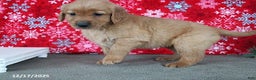 Golden Retriever dogs for sale: Blitz  - Ad 3