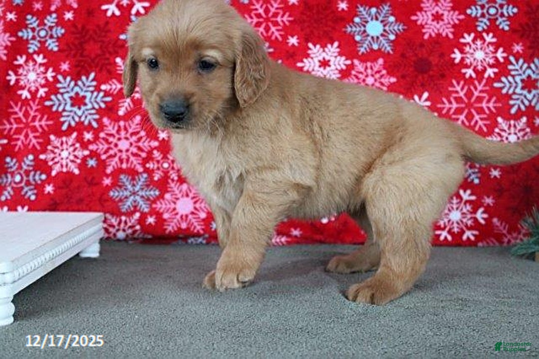 Golden Retriever dogs for sale: Blitz  - Ad 3