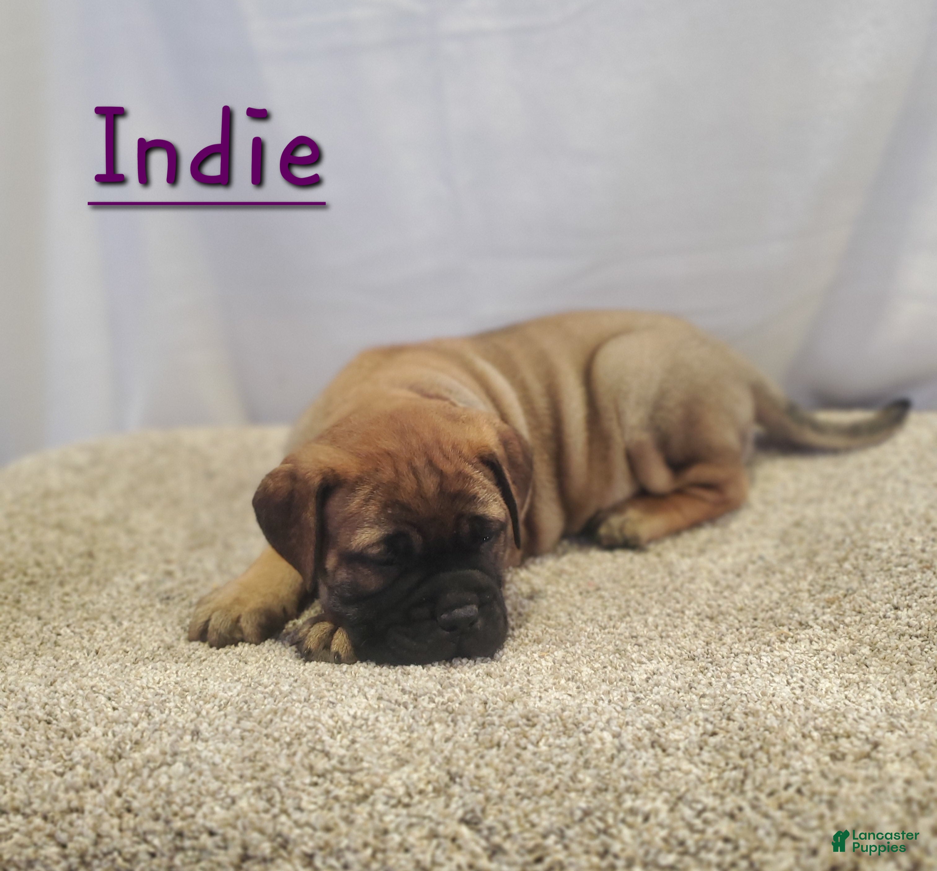 Bullmastiff dogs Indie - Ad 2