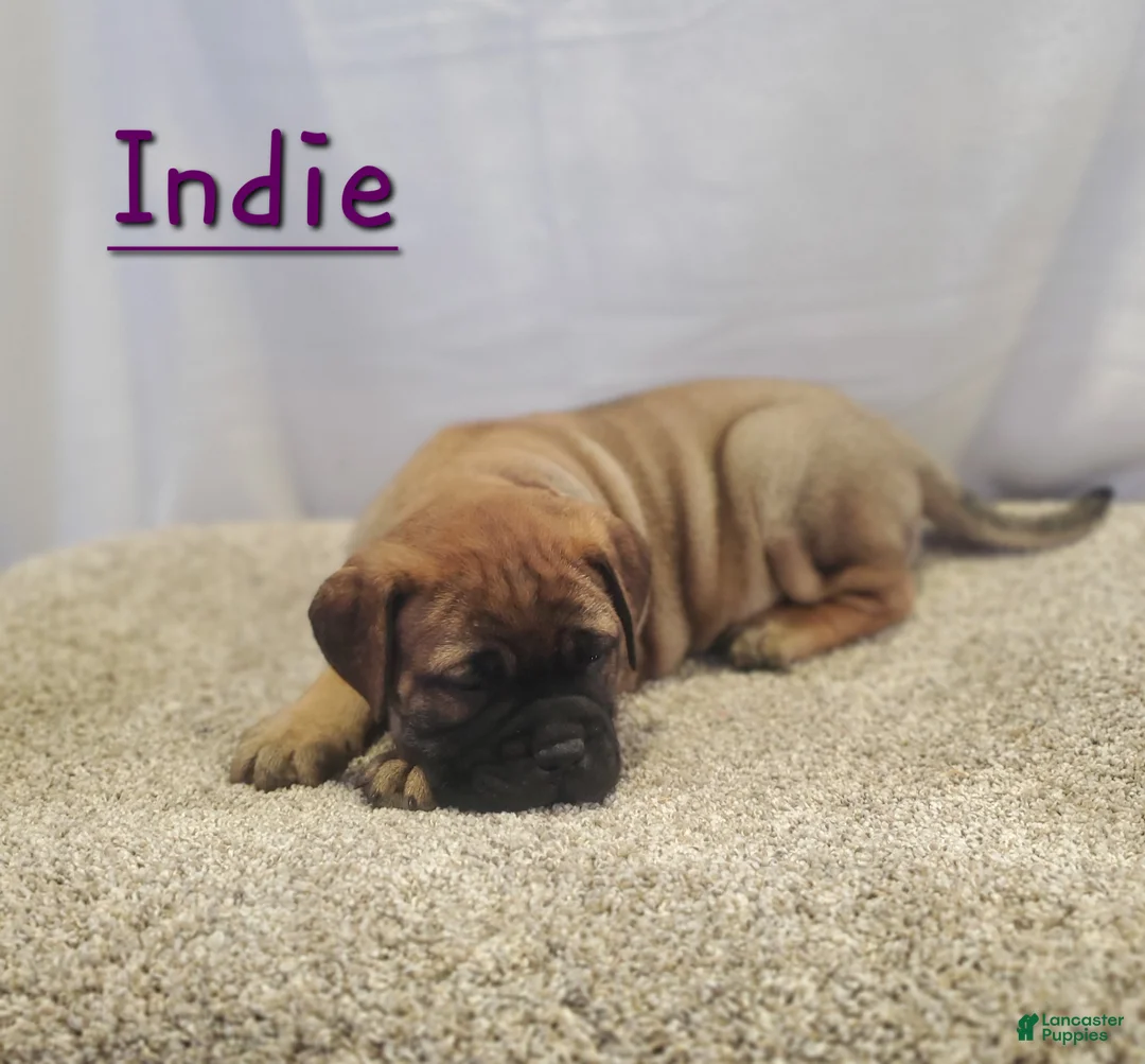 Bullmastiff dogs for sale: Indie - Ad 1