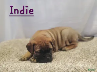 Bullmastiff dogs Indie - Ad 2