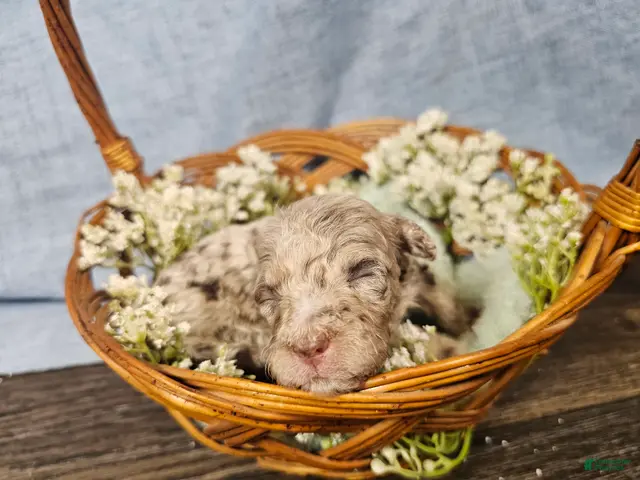 Mini Goldendoodle dogs for sale: Toffee - Ad 1