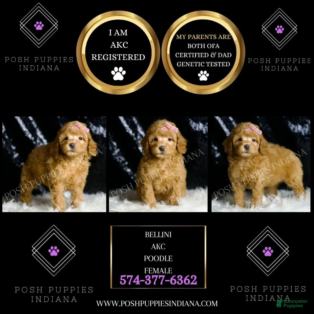 Toy Poodle dogs for sale: Bellini - Ad 2