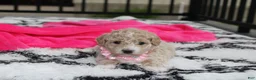 Bichpoo dogs for sale: Bichpoo 1Abby - Ad 2