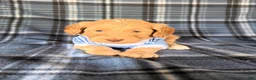 Goldendoodle dogs for sale: River - Ad 8