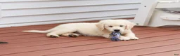 Golden Retriever dogs for sale: Cecily - Ad 9