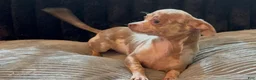 Chihuahua dogs for sale: Mr platinum - Ad 4