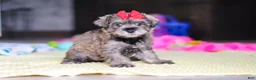 Miniature Schnauzer dogs for sale: Josie - Ad 3