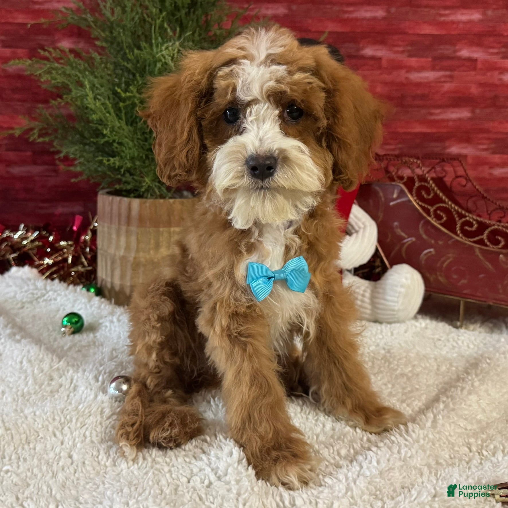 Cavapoo dogs Ned - Ad 28