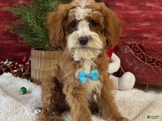 Cavapoo dogs Ned - Ad 8