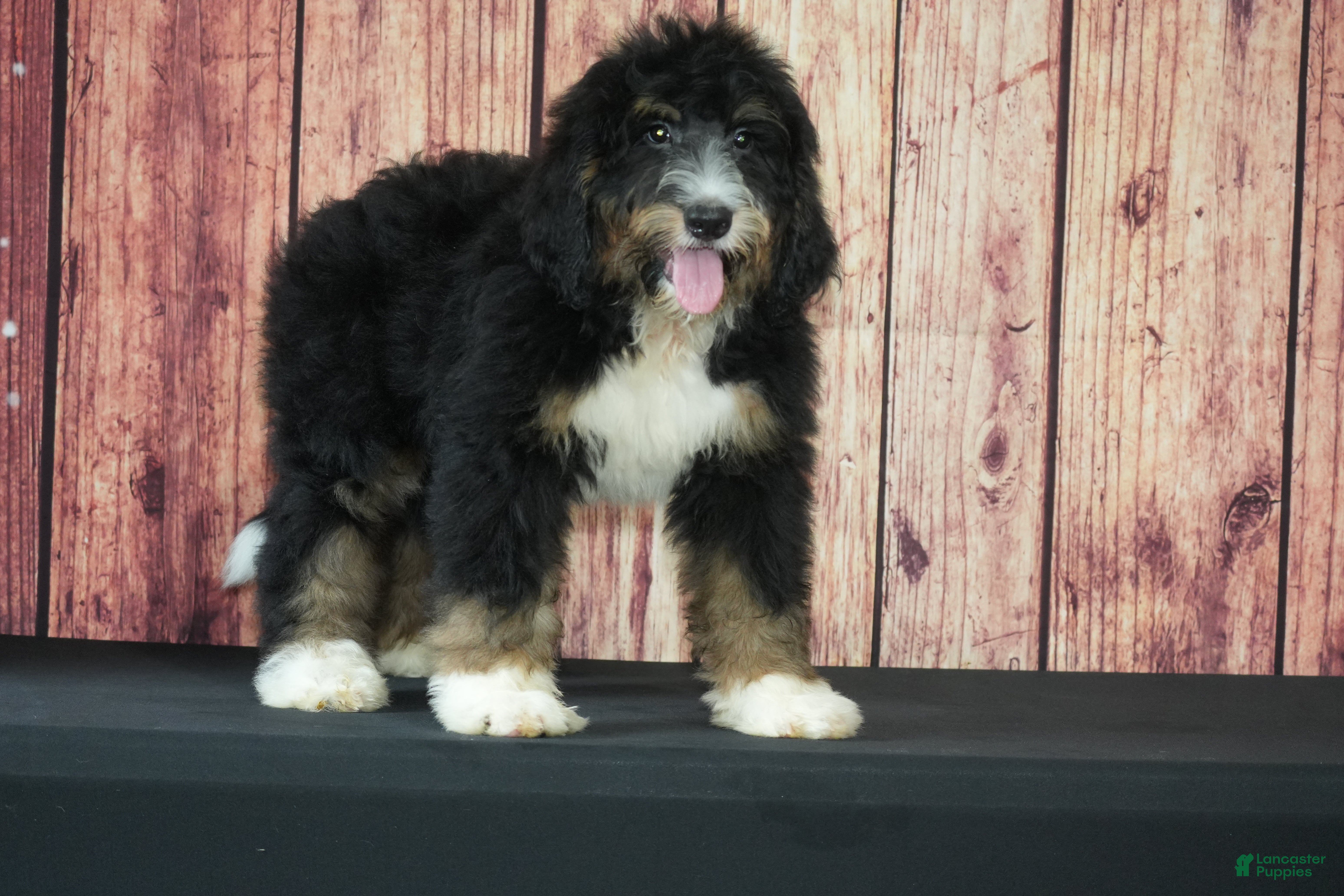 Bernedoodle dogs Wilson F1 - Ad 37