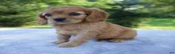 Mixed Breed dogs for sale: Roxy - Ad 3