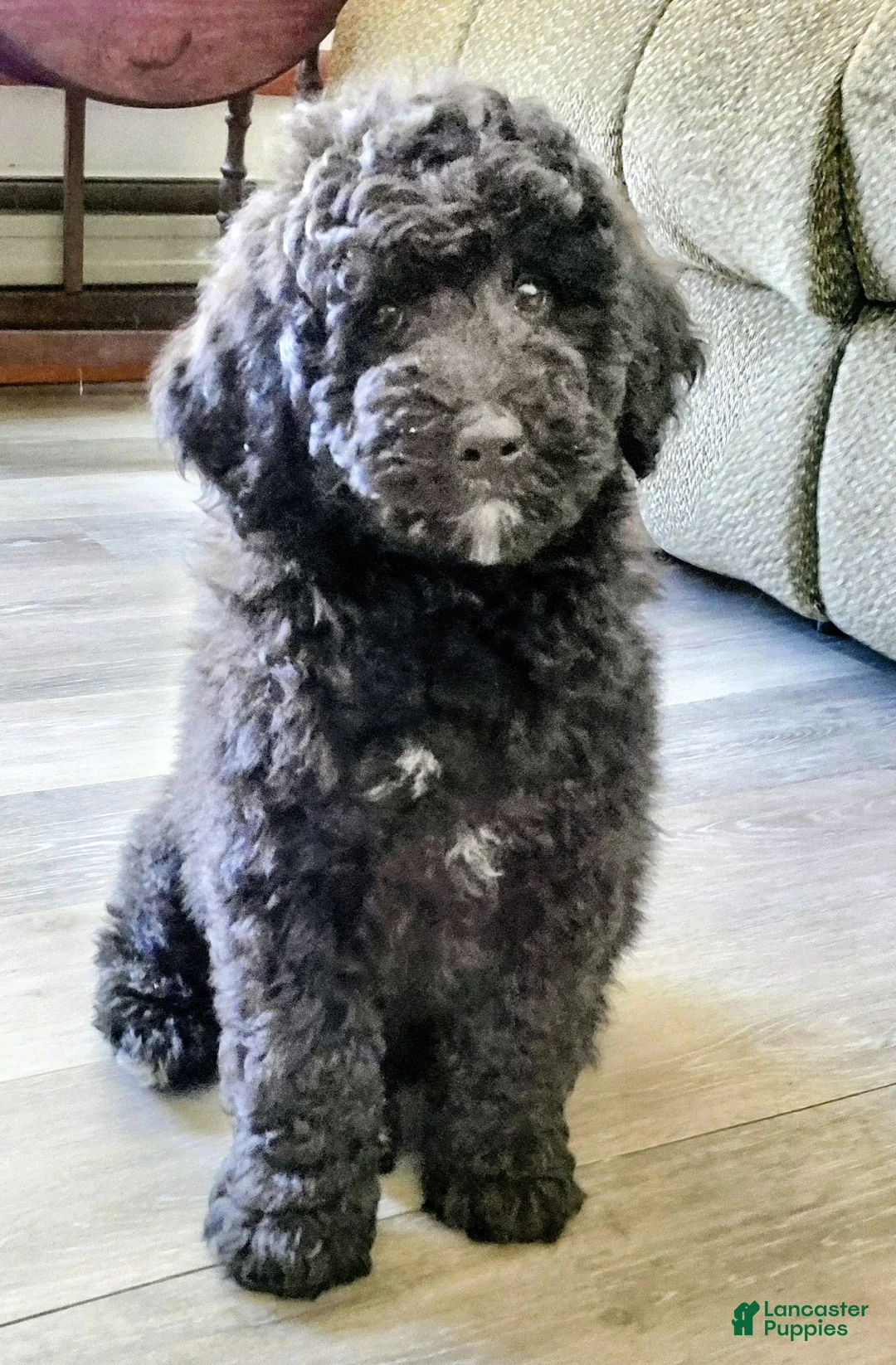 Mini Goldendoodle dogs for sale: Mini Goldendoodle JUNIOR - Ad 1