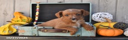 Mixed Breed dogs for sale: Timmy - Ad 5