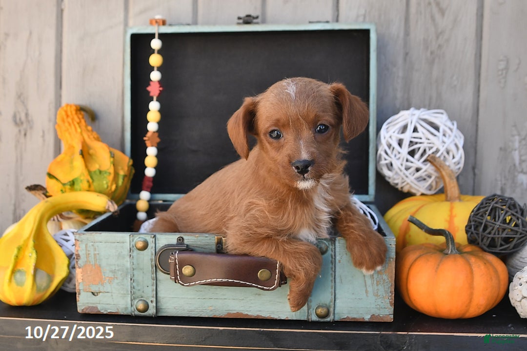 Mixed Breed dogs for sale: Timmy - Ad 5