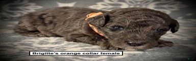 AKC Brigitte's Orange Collar Female