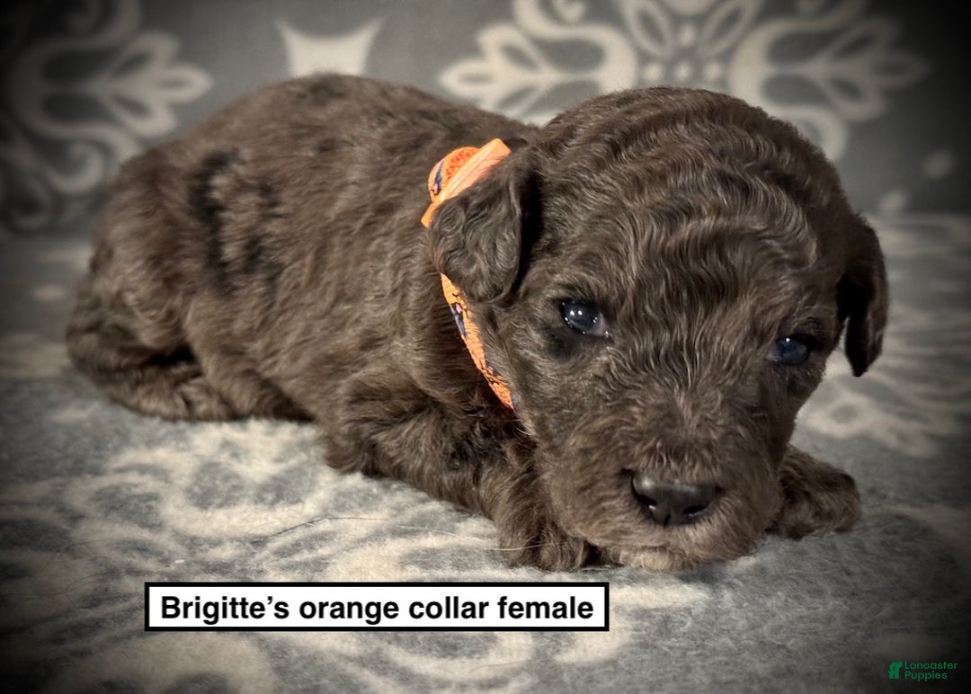 Standard Poodle dogs for sale: AKC Brigitte's Orange Collar Female - Ad 1