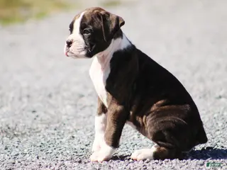 Boxer dogs for sale: Linzie - Ad 2