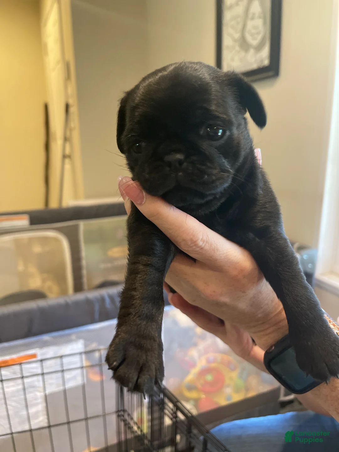 Pug dogs for sale: Pug 5 - Ad 1
