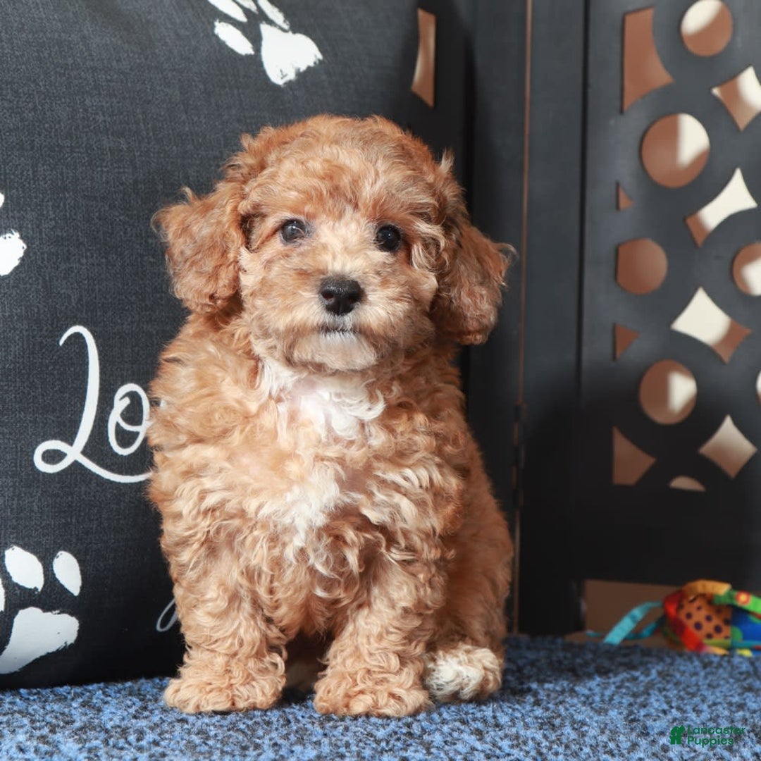 Toy Poodle dogs for sale: Cricket - Ad 2