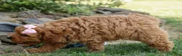 Cavapoo dogs for sale: NELLIE - Ad 6