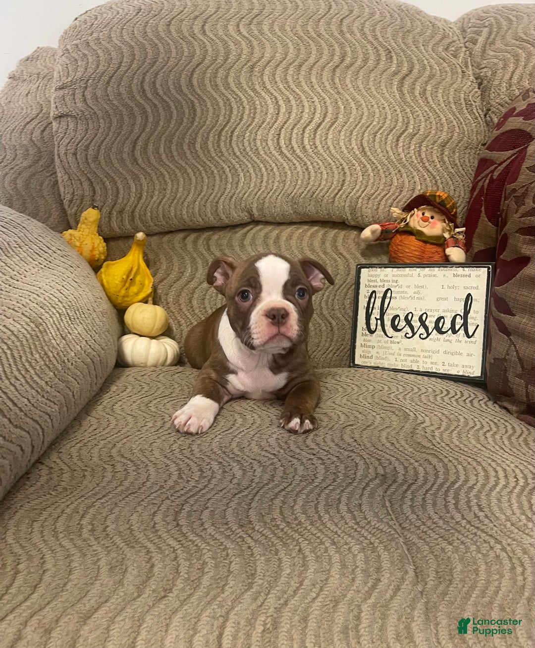 Boston Terrier dogs for sale: Odie - Ad 1