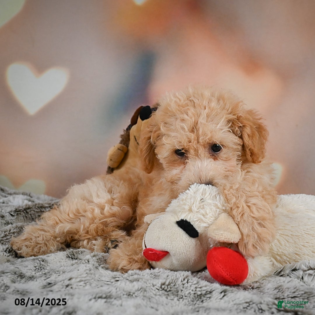 Bichpoo dogs for sale: Jenny - Ad 2