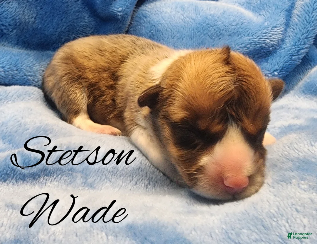 Welsh Corgi Pembroke dogs for sale: Stetson Wade - Ad 1