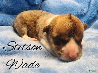 Welsh Corgi Pembroke dogs Stetson Wade - Ad 21