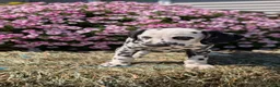 Dalmatian dogs for sale: Layla - Ad 6