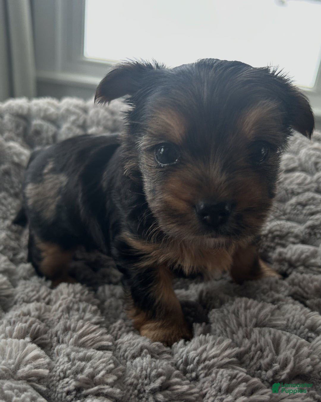 Yorkshire Terrier dogs for sale: Gizmo - Ad 5
