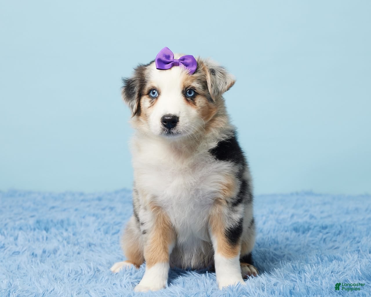 Golden Retriever Australian Shepherd Beagle Mix Puppies Bingo