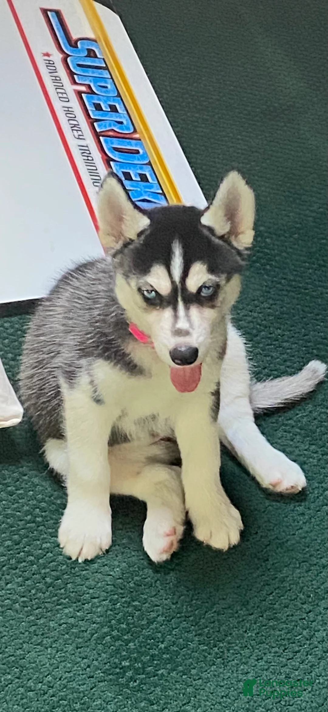 Siberian Husky dogs for sale: Just 5 year Old Adult for Sale - Ad 2