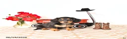 Miniature Dachshund dogs for sale: Sharri - Ad 3