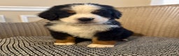 Bernese Mountain Dog dogs for sale: Teddy - Ad 3