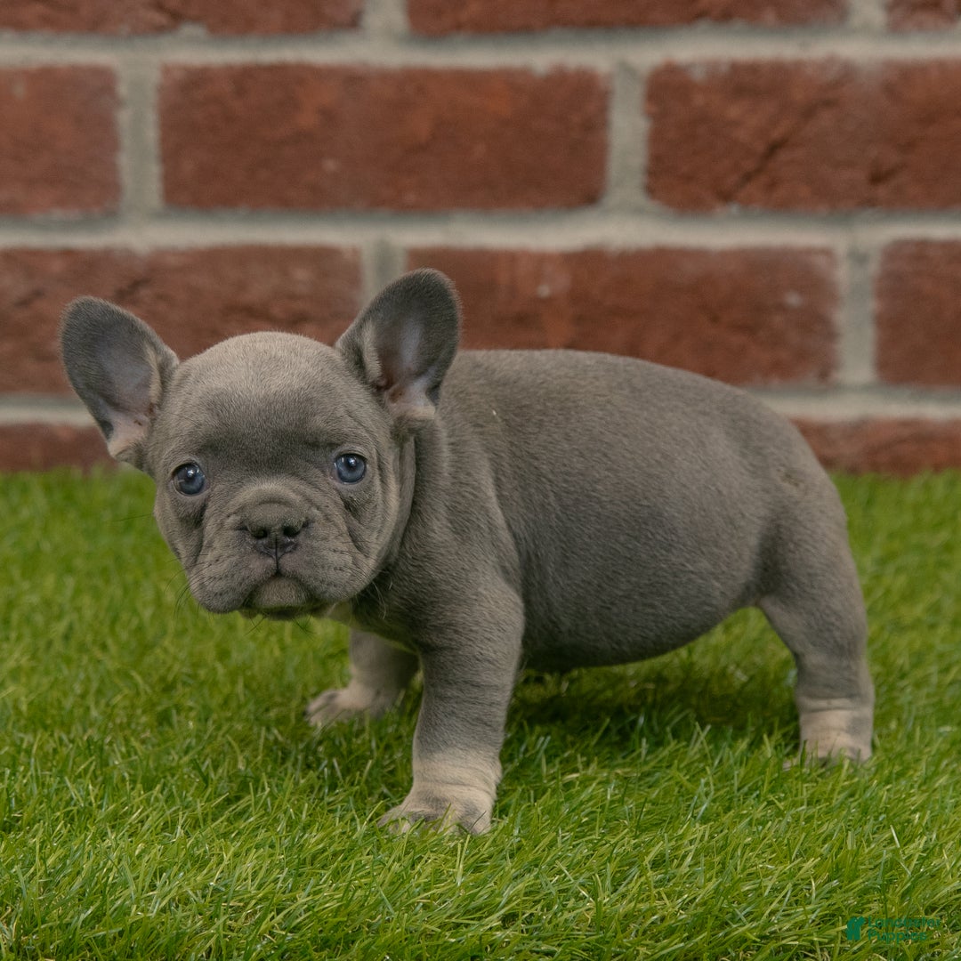 French Bulldog dogs for sale: Luna - Ad 9