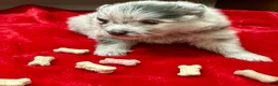Pomeranian dogs for sale: Silver Merle Boy 4 weeks - Ad 3
