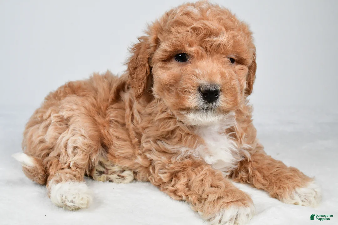 Maltipoo dogs for sale: Sammy - Ad 7